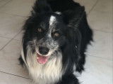 Propose Border Collie mâle pour saillie