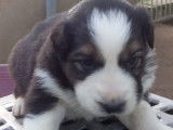 Chiots de race Berger Australien &agrave; vendre (3 m&acirc;les)