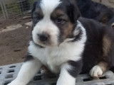 Chiots de race Berger Australien &agrave; vendre (3 m&acirc;les)