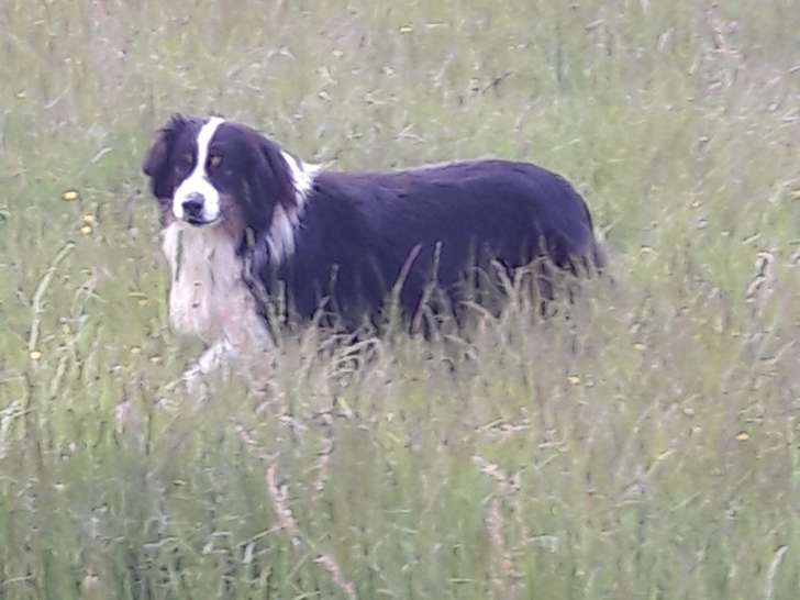 Chiots de race Berger Australien à vendre (3 mâles)