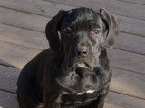 Chiots Cane Corso LOF disponibles