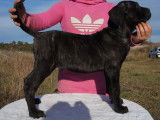 Chiots Cane Corso LOF disponibles