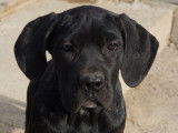 Chiots Cane Corso LOF disponibles