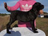 Chiots Cane Corso LOF disponibles