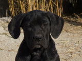 Chiots Cane Corso LOF disponibles