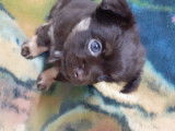 Chiots Chihuahua chocolat à réserver