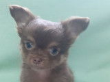 Chiots Chihuahua chocolat à réserver