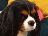 Magnifique et adorable Cavalier tricolore LOF pour saillie