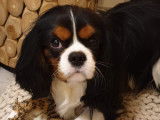Magnifique et adorable Cavalier tricolore LOF pour saillie