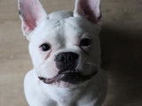 Bulledog Francais blanc pour saillie