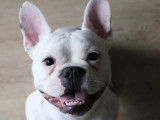 Bulledog Francais blanc pour saillie