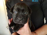 Chiots Cane Corso LOF &agrave; vendre