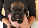 Chiots Cane Corso LOF &agrave; vendre
