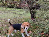 Propose &eacute;talon Beagle pour saillie