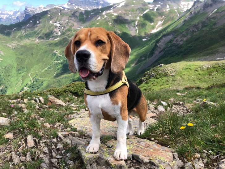 Propose étalon Beagle pour saillie