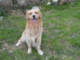 Golden Retriever LOF pour saillie
