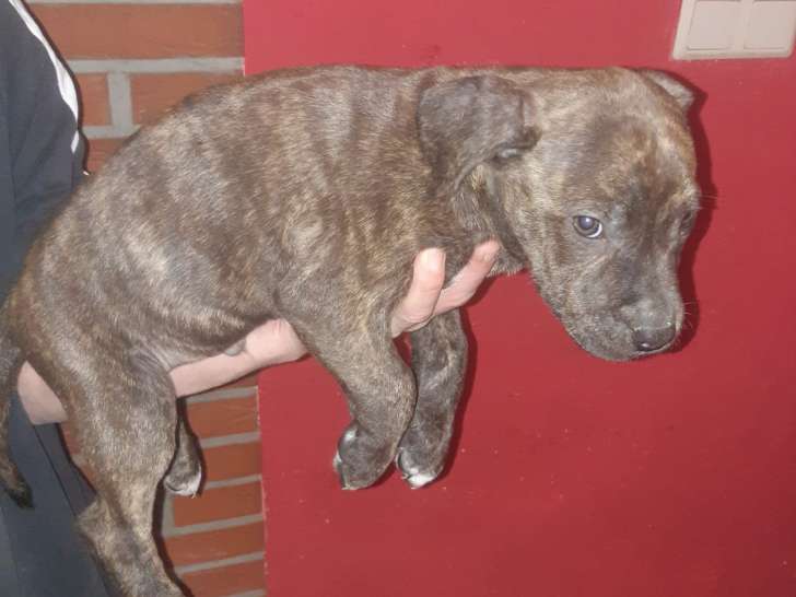Chiot American Staffordshire Terrier mâle à vendre