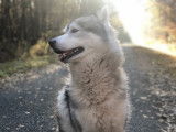 Husky Sibérien de 4 ans à donner