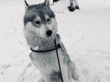Husky Sibérien de 4 ans à donner