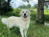 Propose étalon Golden retriever LOF pour saillie