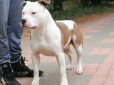 Mâle American Staffordshire Terrier à donner pour retraite