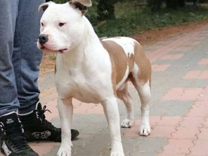 Propose American Staffordshire Terrier pour saillie