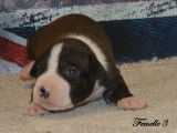 Chiots American Staffordshire LOF à réserver