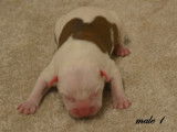 Chiots American Staffordshire LOF à réserver
