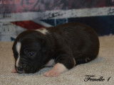 Chiots American Staffordshire LOF à réserver