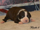 Chiots American Staffordshire LOF à réserver