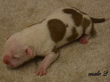 Chiots American Staffordshire LOF à réserver
