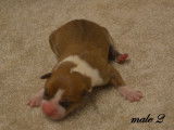 Chiots American Staffordshire LOF à réserver