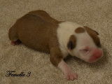 Chiots American Staffordshire LOF à réserver