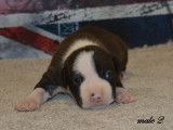Chiots American Staffordshire LOF à réserver