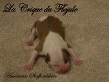 Chiots American Staffordshire LOF à réserver