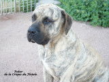 Dogo Canario