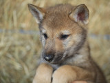 Petites Annonces Chien Loup Tchecoslovaque Adoption Vente Don Saillie