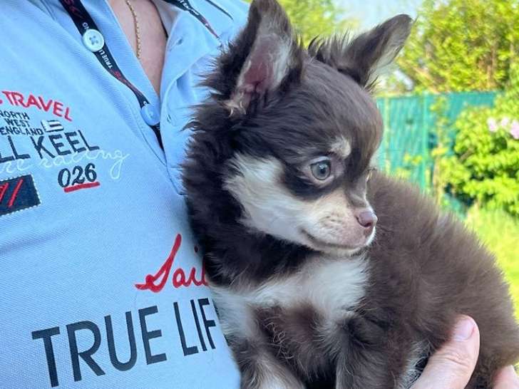 Disponible à l'adoption chiot Chihuahua mâle poils longs