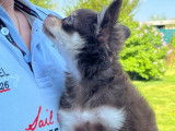 Disponible à l'adoption superbe Chihuahua mâle poils longs