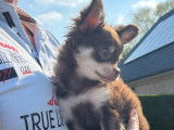 Disponible à l'adoption superbe Chihuahua mâle poils longs