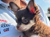Disponible à l'adoption superbe Chihuahua mâle poils longs