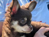 Disponible à l'adoption superbe Chihuahua mâle poils longs