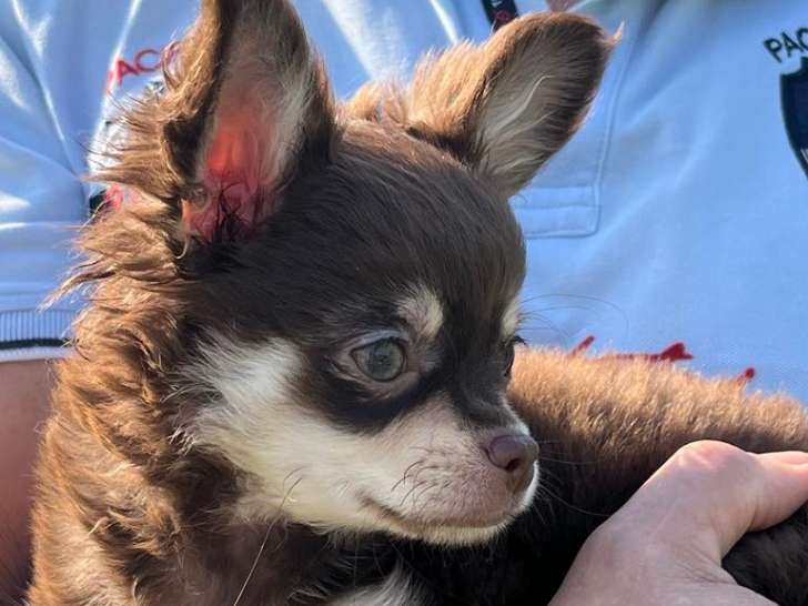 Disponible à l'adoption superbe Chihuahua mâle poils longs