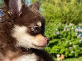 Disponible à l'adoption superbe Chihuahua mâle poils longs