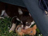 Disponible à l'adoption superbe Chihuahua mâle poils longs