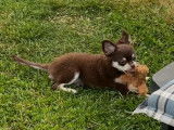 Disponible à l'adoption superbe Chihuahua mâle poils longs