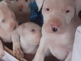 Chiots Dogue Argentin à vendre