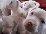 Chiots Dogue Argentin à vendre