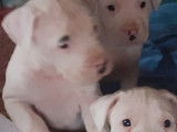 Chiots Dogue Argentin à vendre