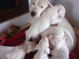 Chiots Dogue Argentin à vendre